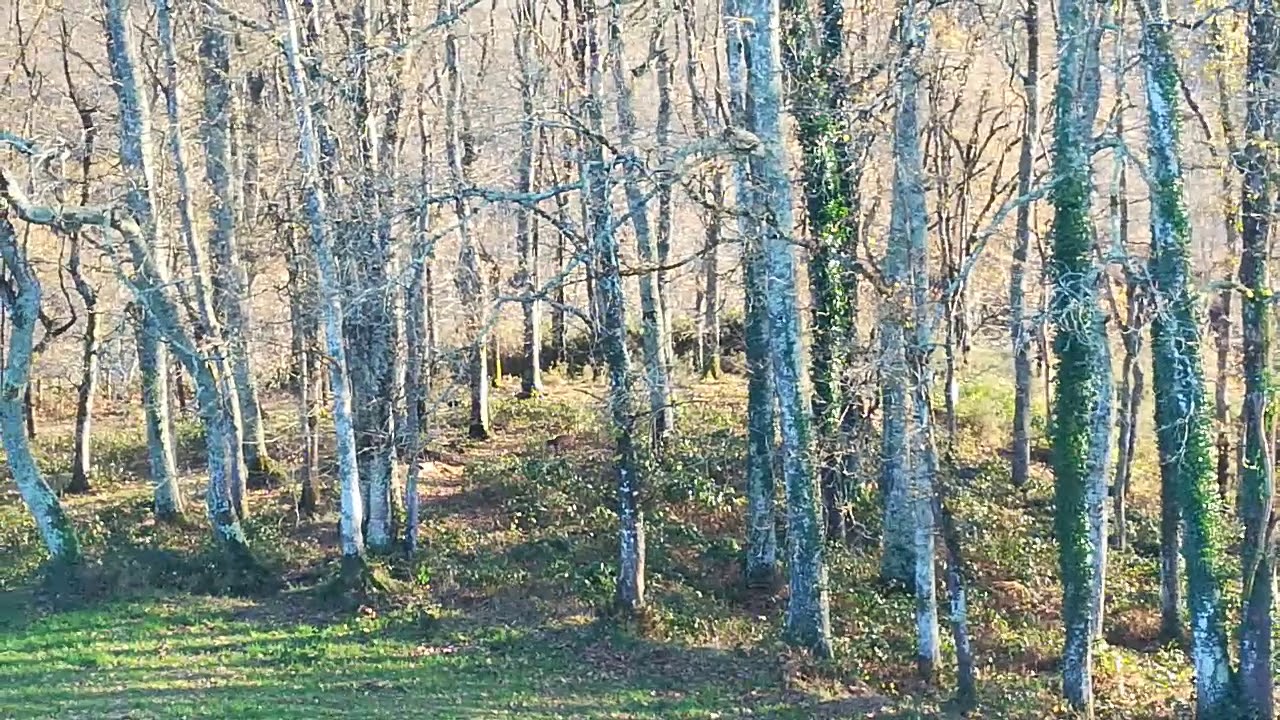 Tiro a jabali en Asturias (nava, lote del mosquil) CUADRILLA SIERRA