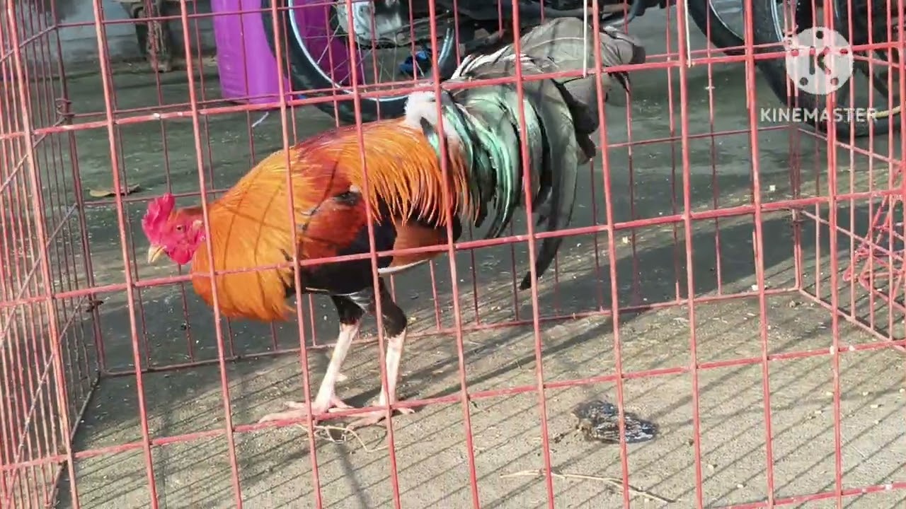 JTP GF 2TRIOS 1 PAIR TO CEBU CITY