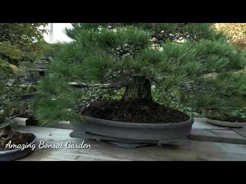 Bonsai Garden - How To Make Your Own Bonsai Mini Garden