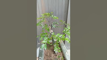 bữa nay mưa gió ở nhà có cây tùng đen cút chuột cho anh xem