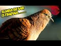 Suara Perkutut Lokal Gacor Buat Masteran Paling Ampuh Mp3 - Mp4 Download