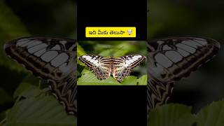 Interesting Facts Telugu Facts 