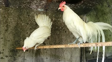 6 Months Old - Pure White Bantam Phoenix Qaib Dib Tw Ntev