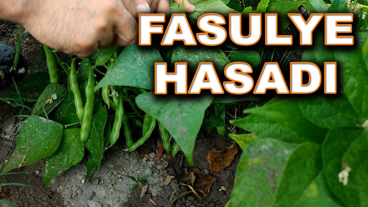 Fasulye Topluyoruz - Horoz Nasıl İyileşti - Yumurtada Verimi Arttı Günlük 17 Yumurta - 41Kg Fasulye