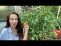 The Gardening Journal: Harvesting Tomatoes