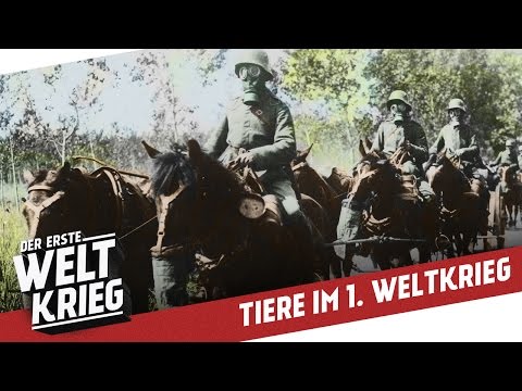 Video: Wie Tiere Den Menschen Im Krieg Halfen