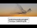 Завораживающие танцы скворцов