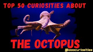Top 50 Curiosities about the Octopus