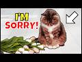 6 ways cats apologize to their humans