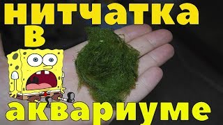 видео: Нитчатка в аквариуме причины как бороться, как избавиться картинка: Нитчатка в аквариуме причины как бороться, как избавиться