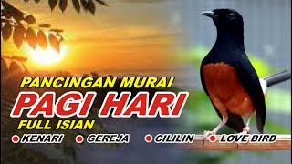 🔴 LIVE - Pancingan Murai Batu Pagi Hari Full Isian Tembakan kasar Murai Diam Langsung Bunyi