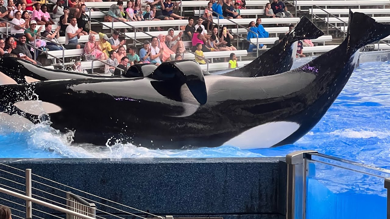 Killer whale # orca # amazing show #Sea world in Orlando @florida - YouTube