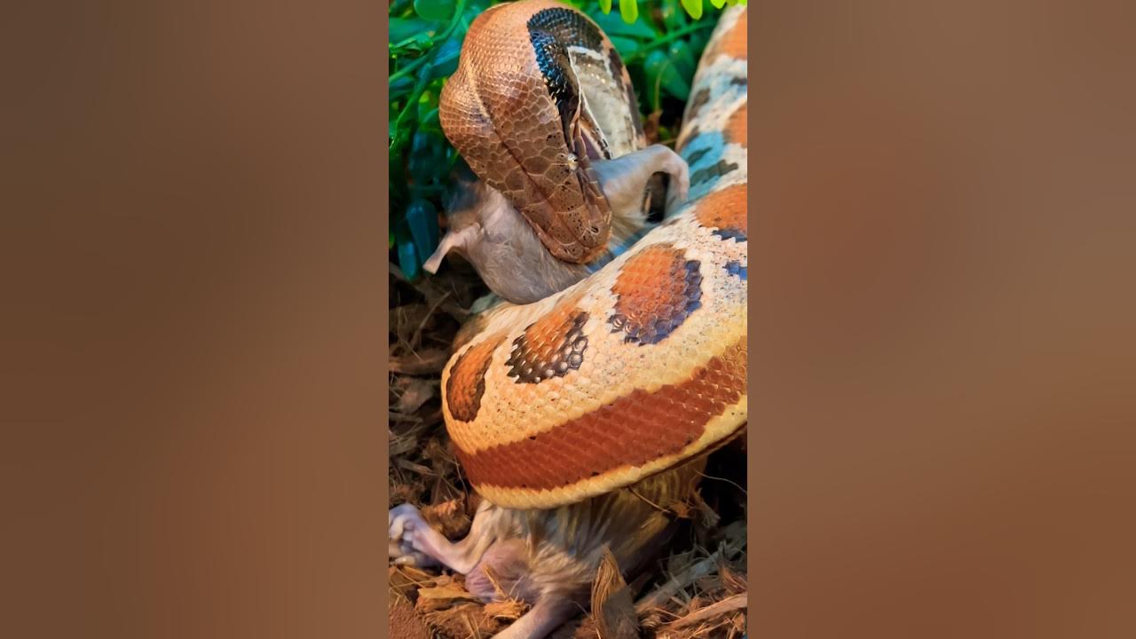 Blood Pythons strike FAST and HARD! My boy Brock showcasing their speed ...