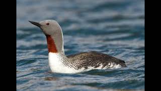 Red Throated Diver