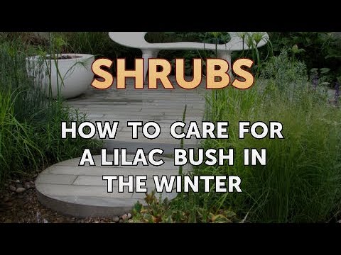 How to Care for a Lilac Bush in the Winter