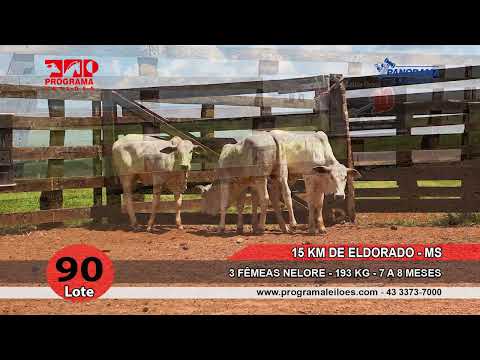 Lote 90