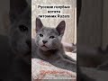 Русские голубые котята питомник Ruzara