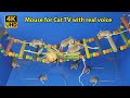 Cat games  for cats to watch mice on ladder  cat entertainment  4k u.