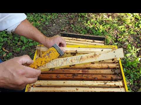 Video: Pčelinje Carstvo. Četvrti Dio