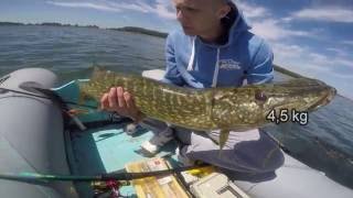 Fishing for pike in Estonia 09.07.2016