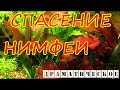 ДРАМАТИЧЕСКОЕ СПАСЕНИЕ НИМФЕИ (тигровой)