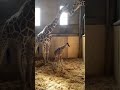 キリンの赤ちゃん、立ちました #Shorts #zoo #ojizoo #animals #kobecity