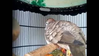 PERKUTUT AJO BF MANGGUNG GACOR DAN STABIL