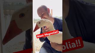 Meet Magnolia, Our Sweet Toulouse Goose