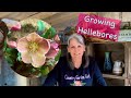 How to Grow and Care for Hellebores 💚 // Gardening On Taylor Mountain 👩🏼‍🌾