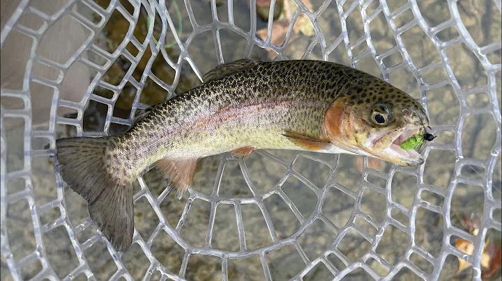 Otter Creek Trout Fishing
