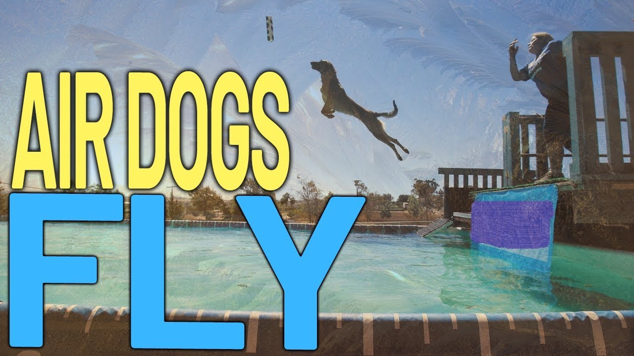 Dogs Doing Funny Things | Ultimate Air dogs | GDT