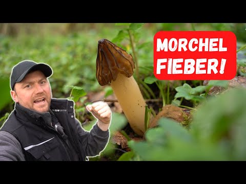 Video: Was ist eine falsche Morchel?