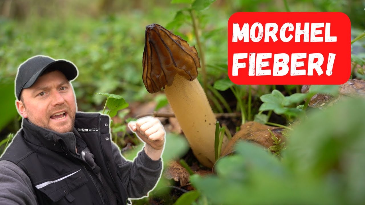 Diese verdammten Morcheln machen mich verrückt!