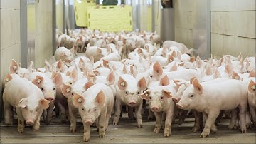 Counting pigs and piglets automatically - corvitac Pig-Counter