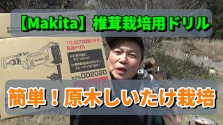 【makita】マキタのドリルdd2020を使ってみた！原木しいたけの栽培。簡単に出来る美味しい原木椎茸の作り方！Japanese  agriculture,Shiitake cultivation