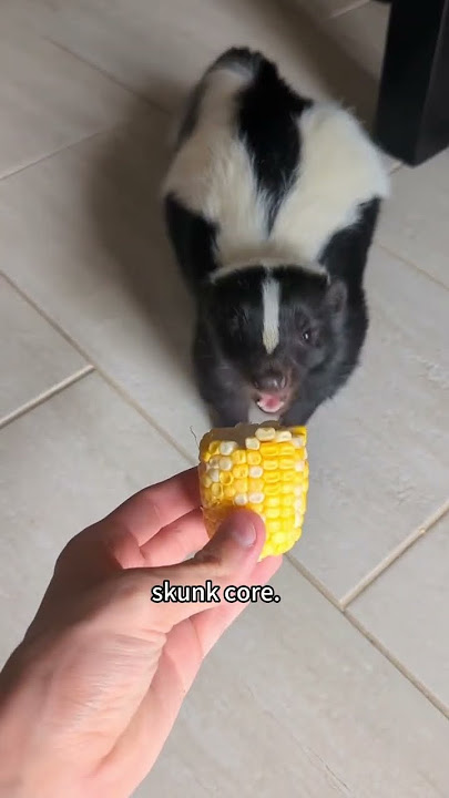 Skunk core 🦨 #skunk #funny #funnyvideos #core #foryou