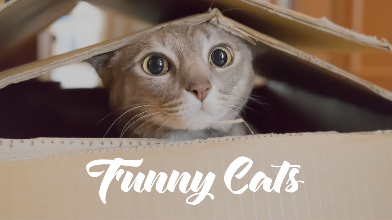 cute cats for sale 😻 Cutest Kittens and Fluffy Cats!