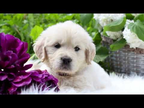 Golden Retriever -