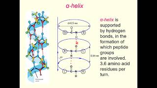 LECTURE 4. Amino acids. Proteins