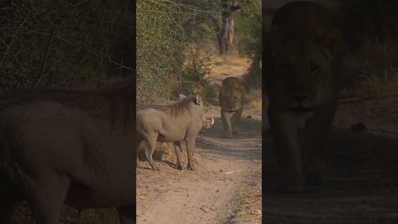 NOWHERE TO RUN! 😱#Warthog #WildDogs #Lioness #AfricanWildlife #Wildlife #WildlifeDocumentary #viral