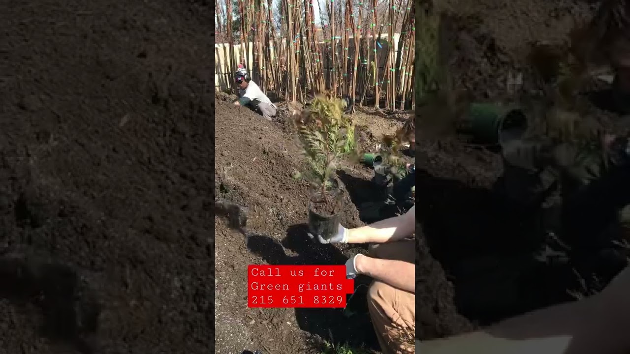 Small green giants for sale at Highland Hill Farm call us at 215 651 8329