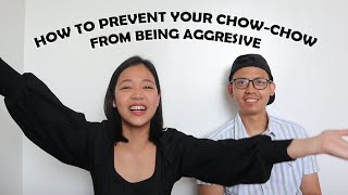 How To Prevent Your Chow-chow From BEING AGGRESSIVE Part 1 (Vlog#72) by funneimom 1,115 views 2 years ago 10 minutes, 55 seconds