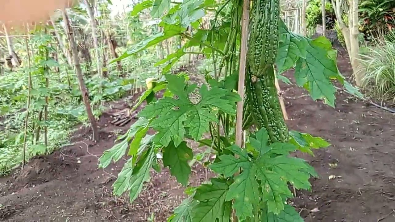 First farming ampalaya silipin natin mga Lodz