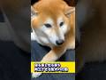寝る事と唸る事を両立させる柴犬の行動#shibadog #柴犬 #sibainu #犬のいる生活 #shorts