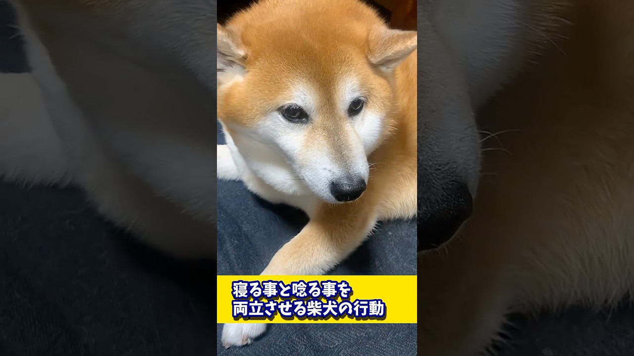 寝る事と唸る事を両立させる柴犬の行動#shibadog #柴犬 #sibainu #犬のいる生活 #shorts