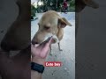 Cute Boy Power Bullykutta Animals Streetdog Dogshorts Cute Pets 2026 