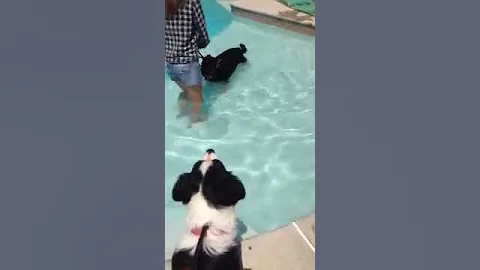 Kuma goes swimming
