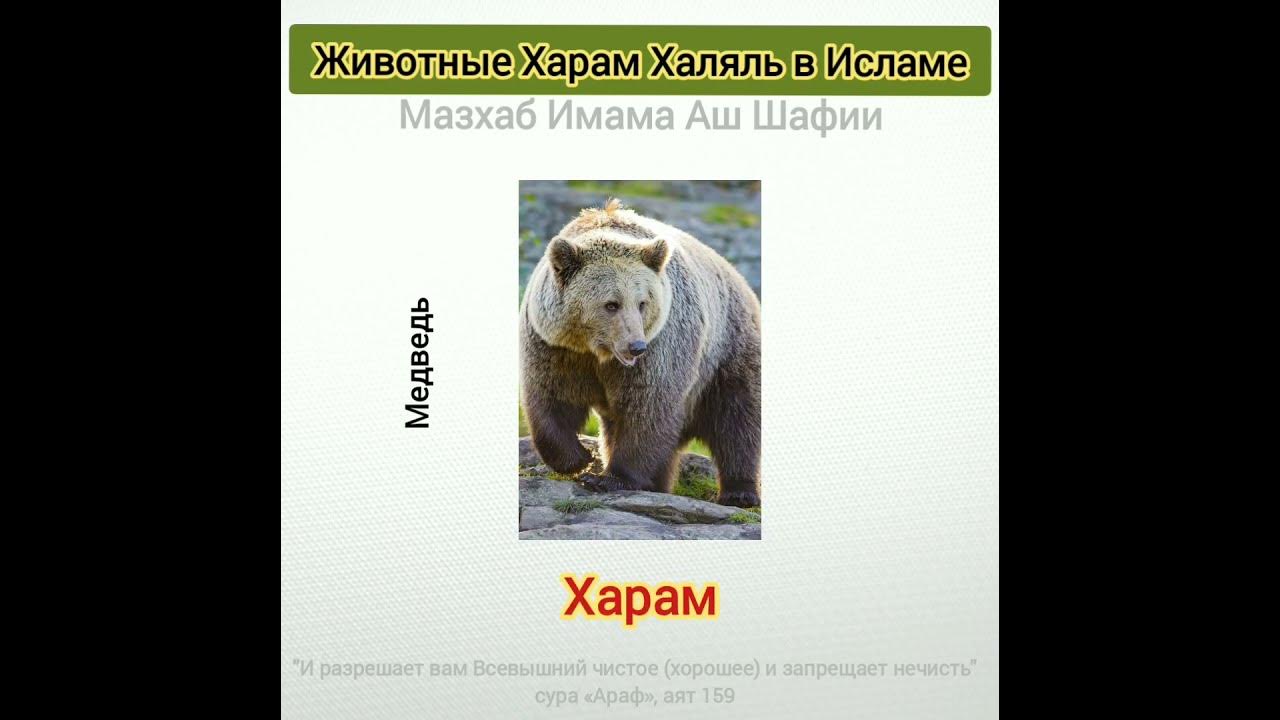 Харам Халяль в Исламе - YouTube
