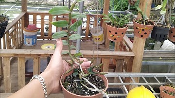 Hậu quả của việc kích mầm gốc cho lan phi điệp nhưng không tưới đủ nước. Những điều cần lưu ý.