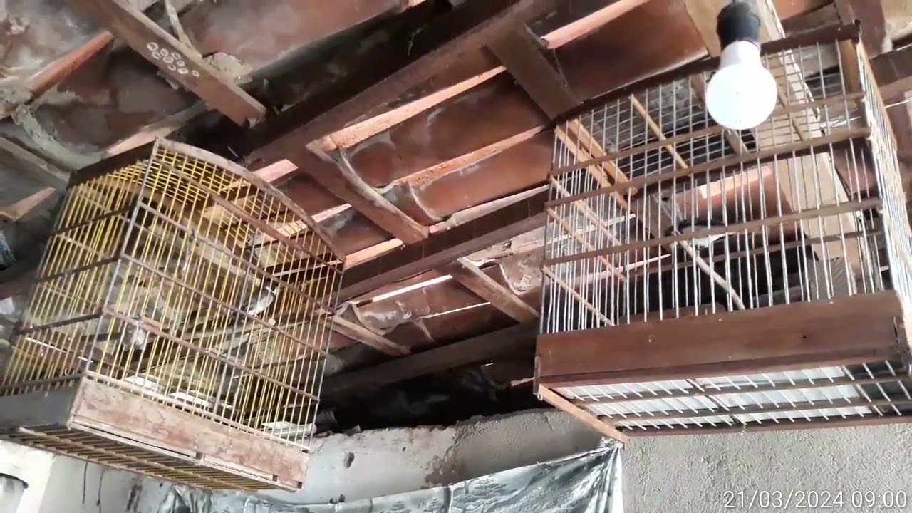 21 de março de 2024